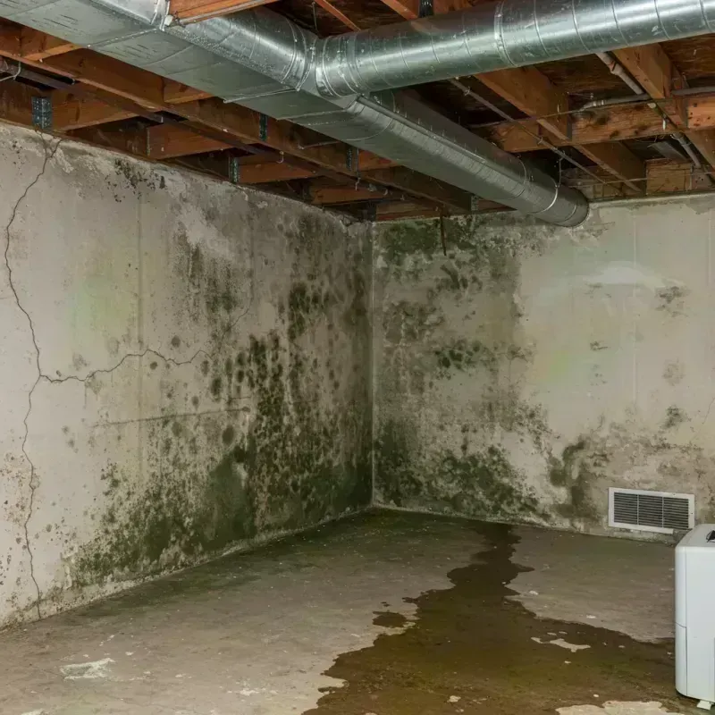 Professional Mold Removal in Humble, TX